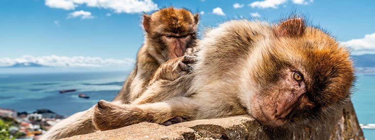 Barbary apes in Gibraltar
